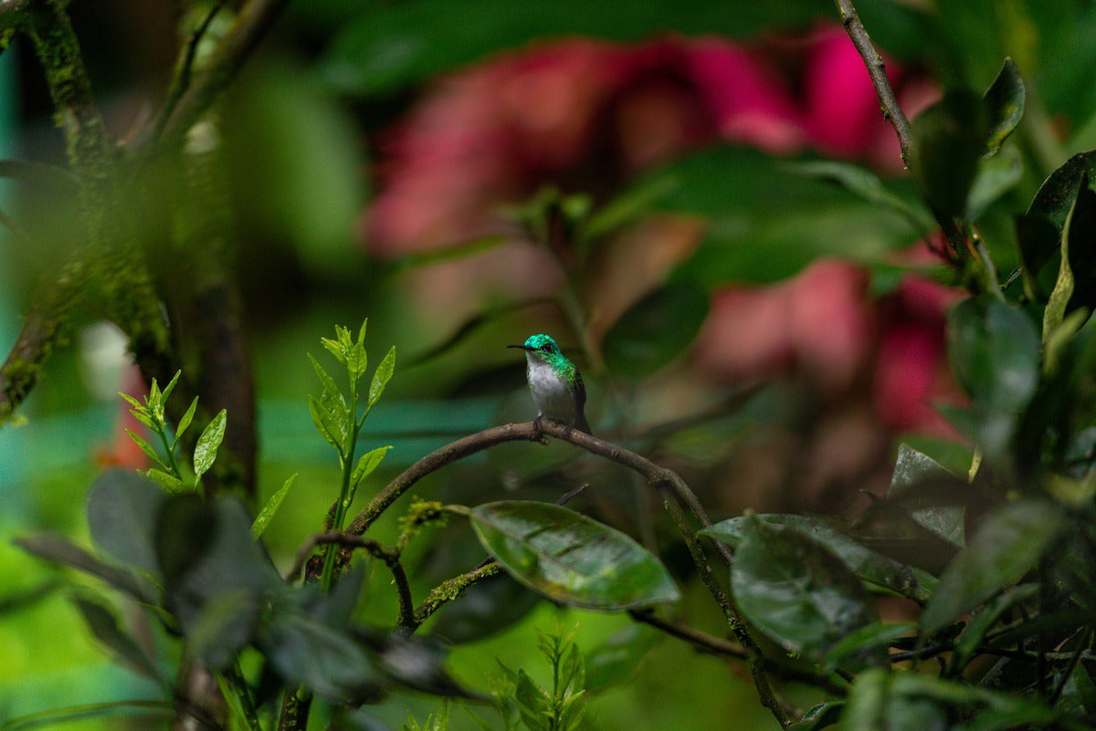 Lush Ecuador rainforest highlighting the natural origin of Munay Botanicals botanical ingredients.