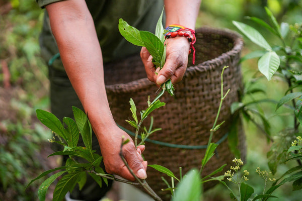 Ethically sourced botanical ingredients harvested sustainably for Munay Botanicals wellness products.