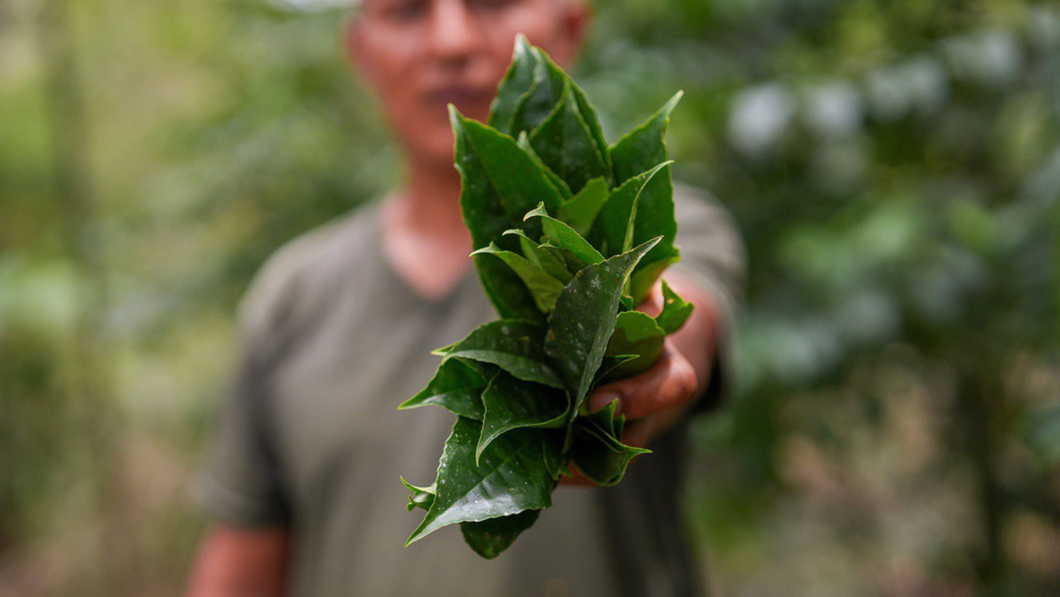 Fresh Guayusa leaves growing naturally in the Ecuadorian rainforest.