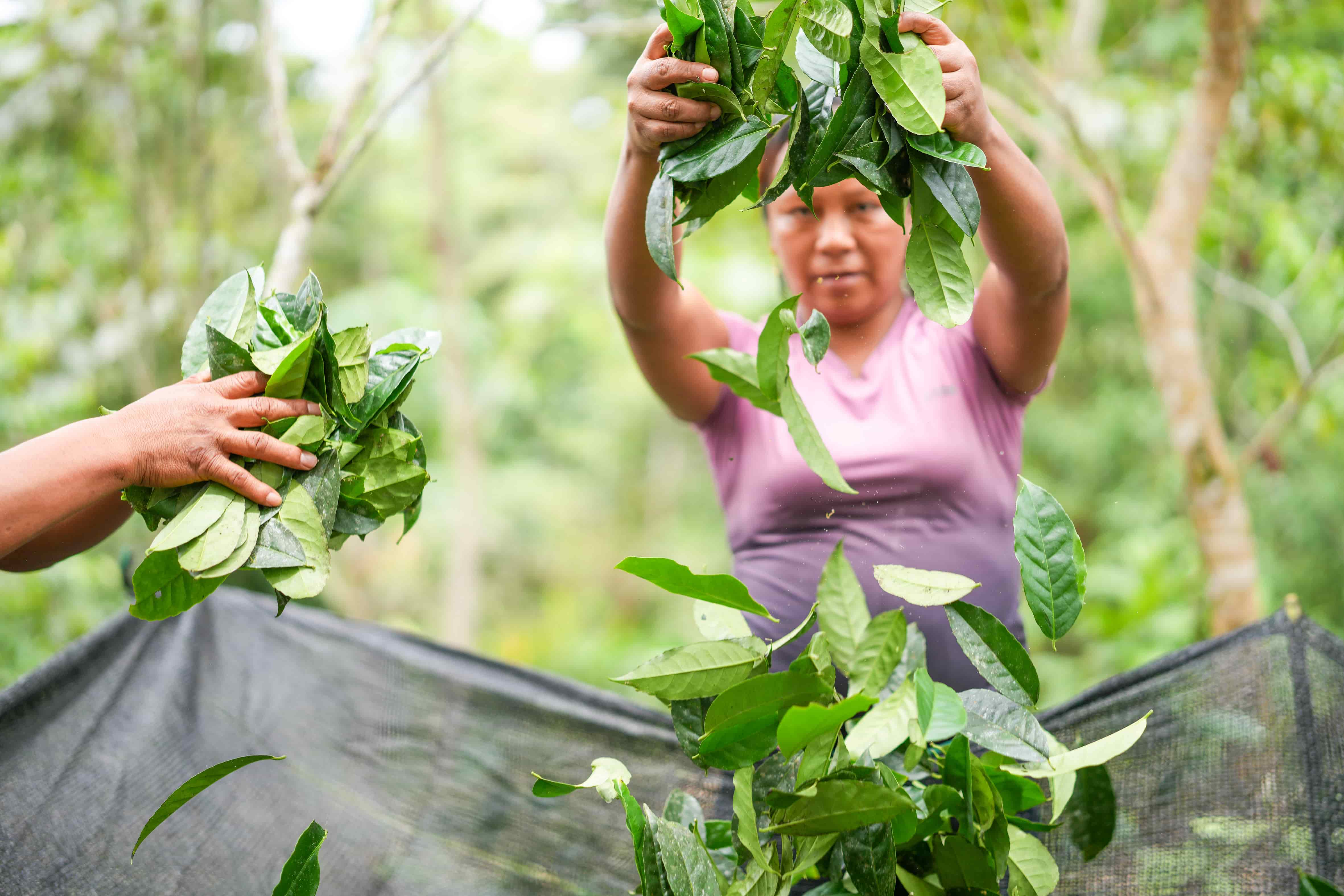 Ecuadorian woman harvesting Guayusa leaves.